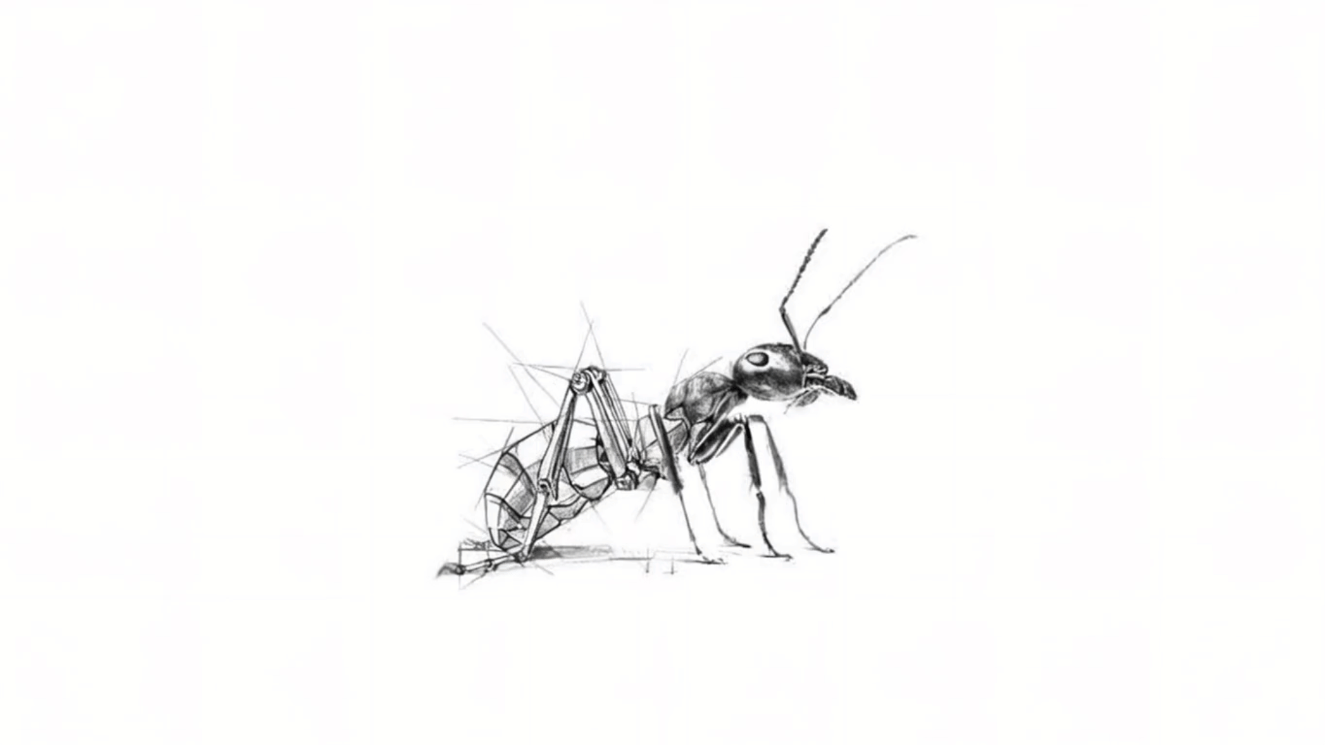 Animated Ant