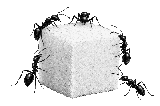 A naturalist sketch of small black ants surrounding and climbing a white sugar cube